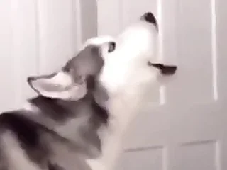 Furry Gay XXX 1